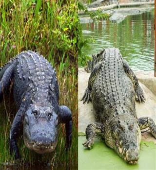 Difference between alligator and crocodile