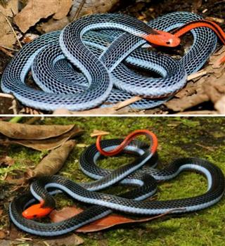7 Most Beautiful Snakes in the World