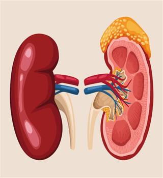 Bad habits that damage the kidney