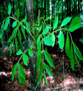 Top 8 most common poisonous plants