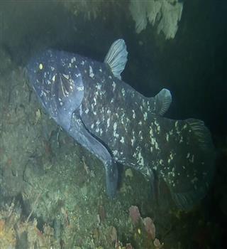 Ever heard of Coelacanth?