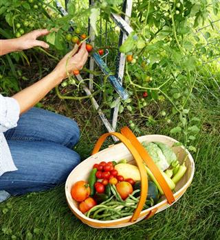 Vegetables that you can grow in your home garden