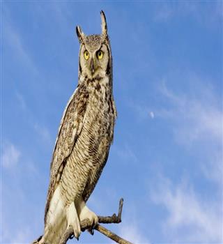 Top 6 birds that are surprisingly aggressive