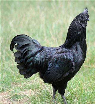 Did you know about black chicken?
