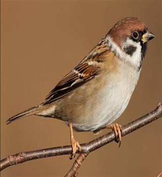 6 Types of Sparrows Found in India