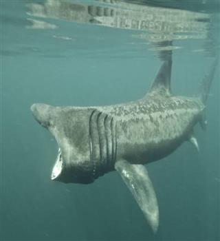 Did you know about Basking Shark?
