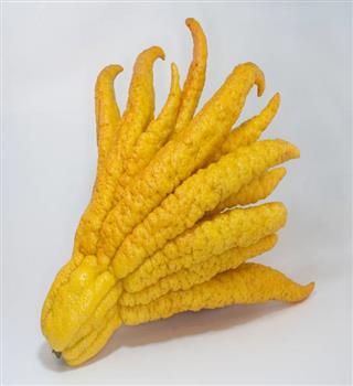Buddha's hand citron fruit