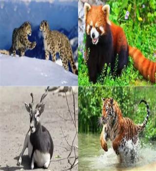 10 Rare Animal Species Found Only in India