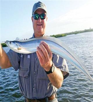Unique looking Atlantic cutlassfish