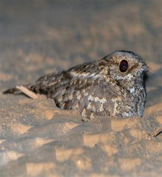 Cute nightjar bird!