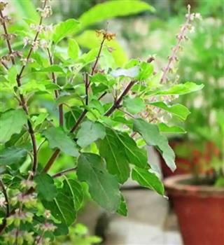Why Tulsi is Considered the Most Sacred Plant in Hinduism