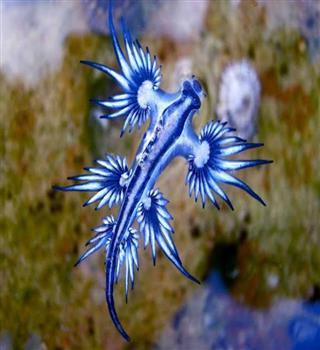 Ocean creature blue sea dragon