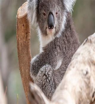 5 of the Most Endangered Species in Australia