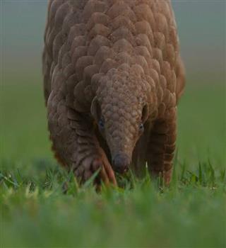 Adorable Indian pangolins