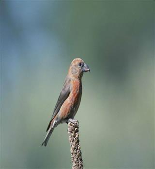 7 bird beaks that look painted by an artist