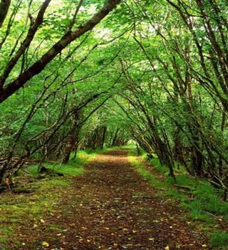 5 Largest Forests in India