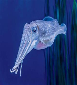 Facts about Cuttlefish