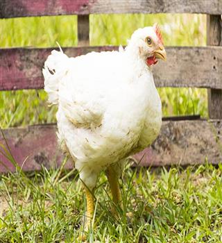 Are broiler chickens safe to eat?
