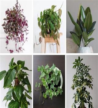 Indoor Plants That You Can Grow in Your House Right Now.