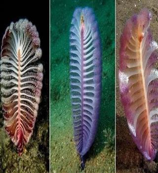 Fascinating Sea pen