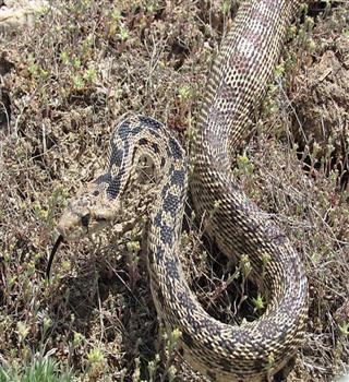 Top 10 snakes mostly found in America