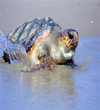 Top 7 Rare Endangered Turtle Species Found in India.