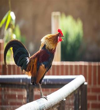 Why do rooster crows?