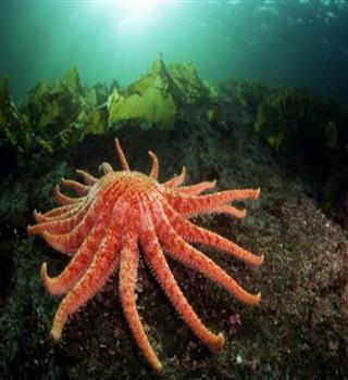 Amazing facts about zombie starfish