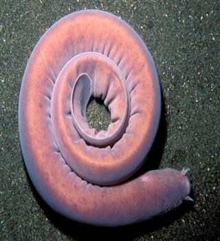 Bizarre creature hagfish