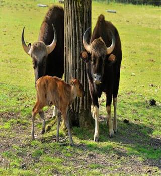 Facts about Indian Gaur
