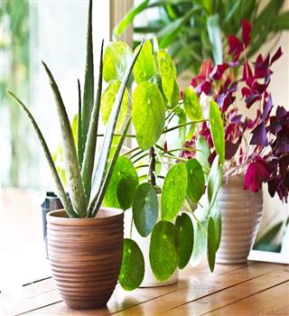 10 reasons to have an indoor garden