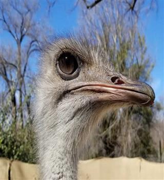 Facts about Ostrich