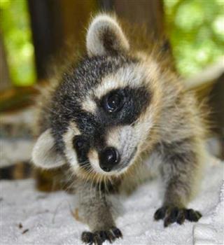 10 animals with a longer lifespan than humans