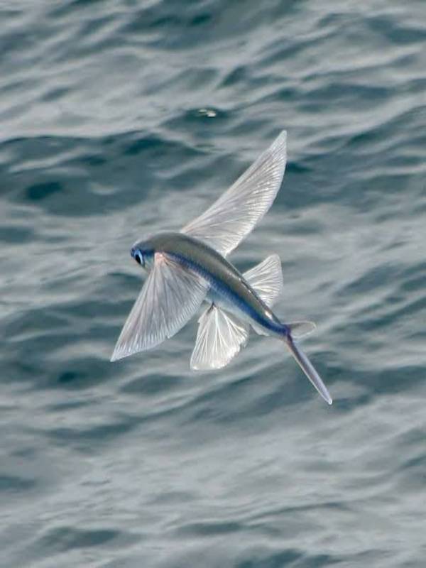Interesting facts about flying fish - MindStick YourViews – MindStick  YourViews