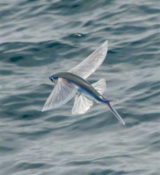 Interesting facts about flying fish