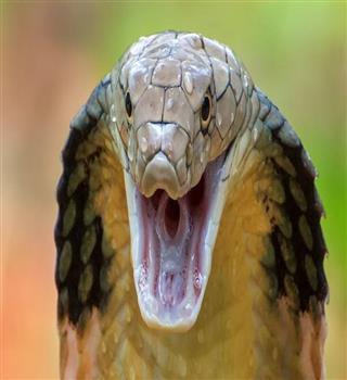 6 Deadliest Cobras on the Planet