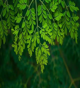 9 reasons why moringa leaves is considered as superfood