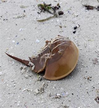 Have you ever heard of Horseshoe crabs?