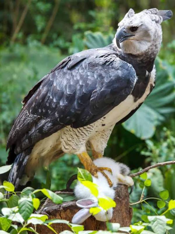 Finding a Harpy Eagle, Harpy Eagle Excursion