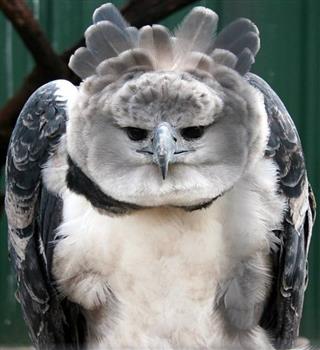 Harpy eagle the strongest bird in the world