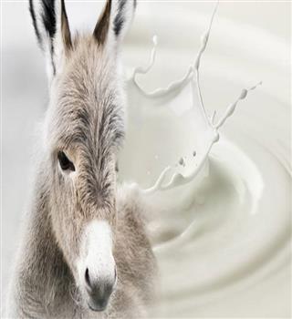 Donkey Milk: Skin Benefits
