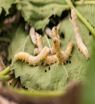 Facts about silkworm