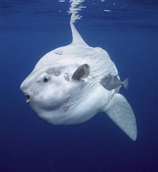 Beautiful sunfish
