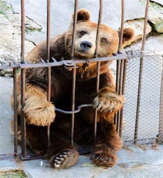 Reasons Why Animals Should Not Be Kept in Zoos