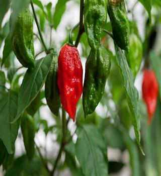 India’s hottest chilli