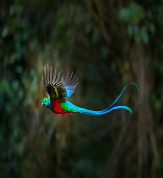 The Most Beautiful Bird on Earth