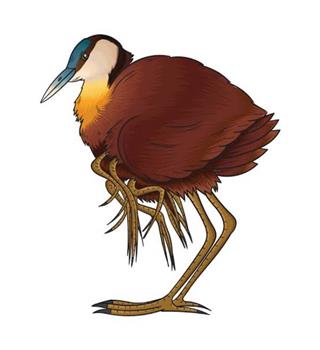 Fascinating Jacana bird