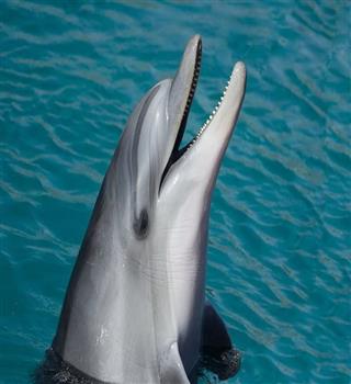 Indian dolphin