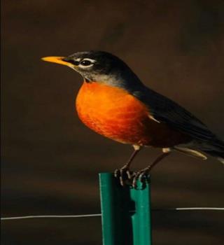 7 pet birds known for good luck