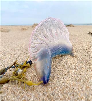 Portuguese man o' war interesting facts
